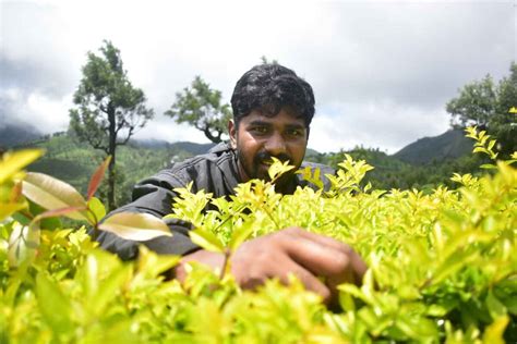 Things to Do in Valparai and Discover the hidden gems of Valparai in ...