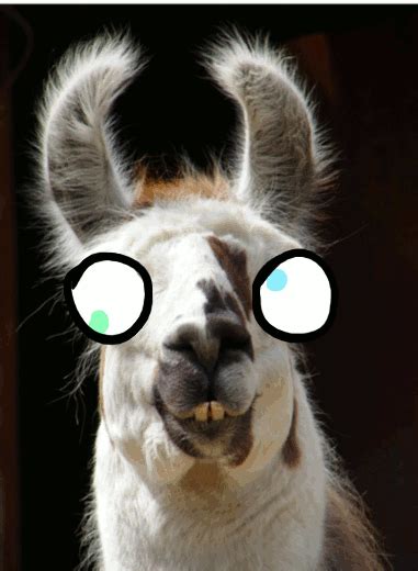 Crazy Llama by KinaColada on DeviantArt