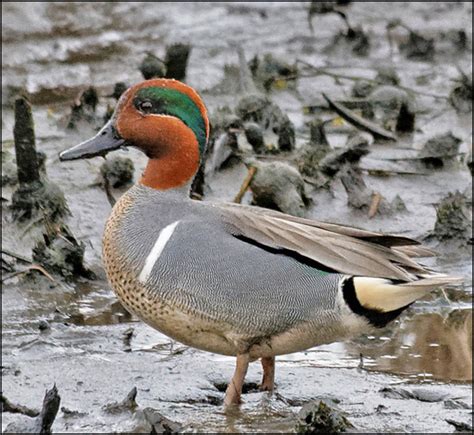 Bird Lore: Green-winged Teal - My Edmonds News