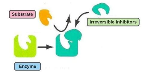 Enzyme Inhibitors- Competitive, Noncompetitive, End-product inhibition