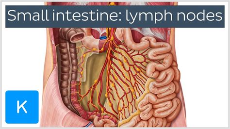 Abdominal Lymph Nodes Structure And Function