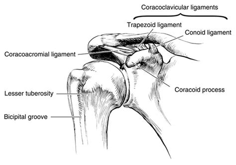 Ac Joint Surface Anatomy