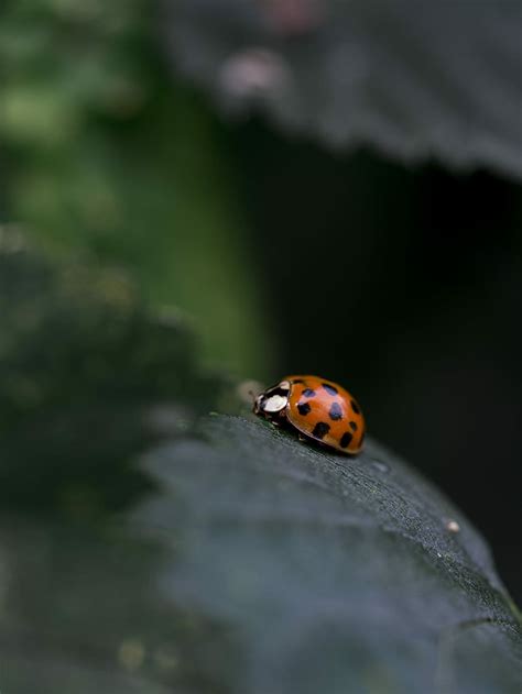 HD wallpaper: red ladybug on black leaf, selective focus of red ladybug on grey leaf | Wallpaper ...