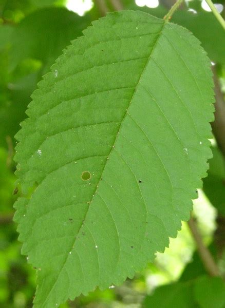 Prunus avium (Sweet Cherry) | North Carolina Extension Gardener Plant Toolbox