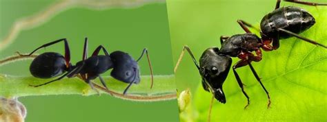 The difference between black and carpenter ants.