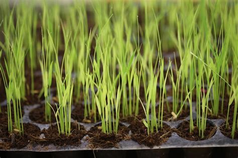 Premium Photo | Rice seedling in tray planting