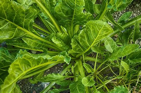 Companion Planting Beetroot - Growing Guides