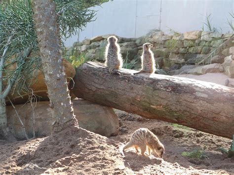 Meeting the Cute Animals of Taronga Zoo in Sydney, Australia