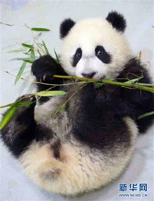 Baby panda learns to eat bamboo at Taiwan zoo - Global Times