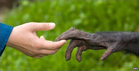 BBC News - Feet hold the key to human hand evolution