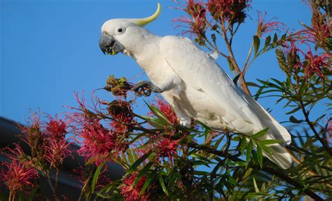 Urban Wildlife Gardens Launched - Open Noosa