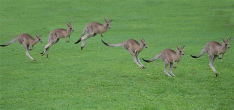 9,096 BEST Kangaroo Jumping IMAGES, STOCK PHOTOS & VECTORS | Adobe Stock