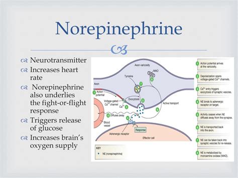 PPT - The Adrenal Glands PowerPoint Presentation, free download - ID:2606127