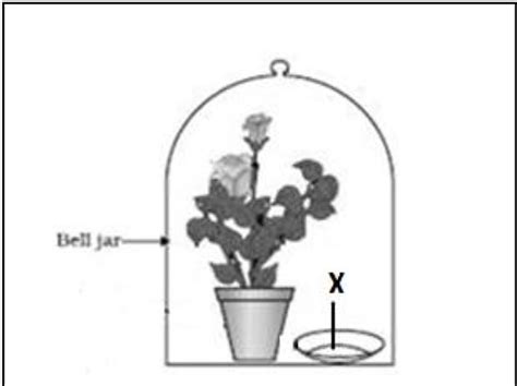 [Biology Class 10] Observe the experimental setup shown below. Name