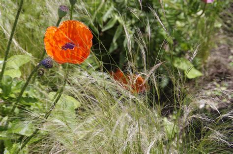 Poppy in the Grass by barneydogg on DeviantArt