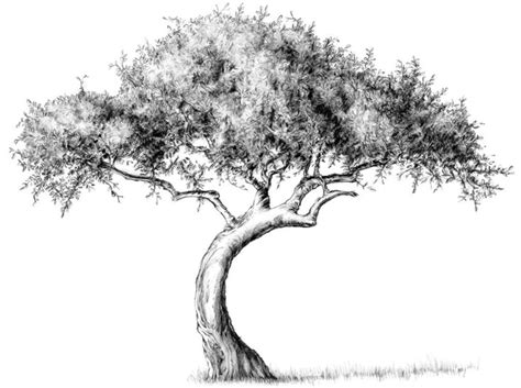 How to draw a tree | Drawing tutorials, outline, guades, tips for artists - Art blog - www ...