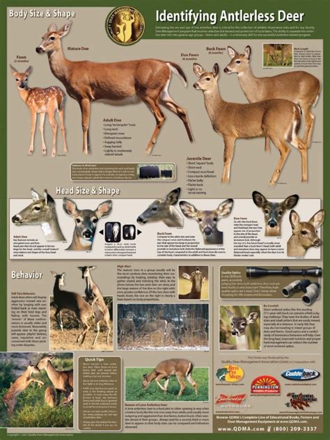 Identify Mature Does for Harvest: How to Age Antlerless Deer | Aging ...