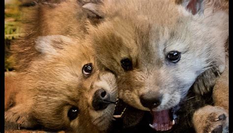 Help Name These Adorable Arctic Wolf Pups! – WCCO | CBS Minnesota