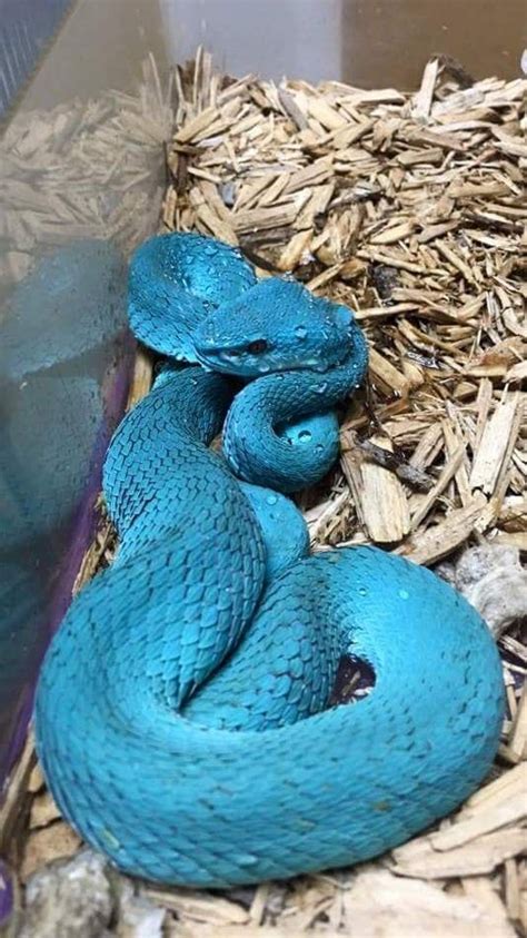 Super blue Trimeresurus Insularis : interestingasfuck