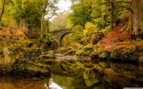 Ireland Forest Wallpaper