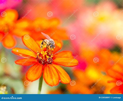 Honey Bee Collects Orange Flower Nectar Stock Image - Image of single ...
