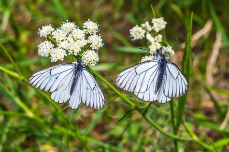 Large Fluorescent Butterfly Aporia Crataegi Lat. Aporia Crataeg Stock Image - Image of insects ...