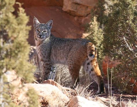 Bobcat - Lynx rufus - NatureWorks