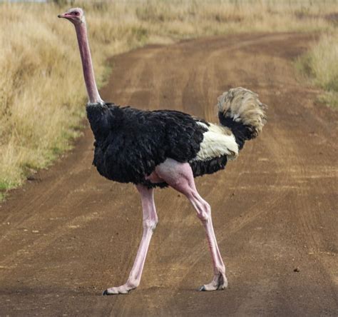 Cannundrums: Masai Ostrich