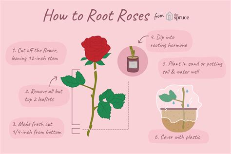 How To Grow Roses From Stem Cuttings In Water