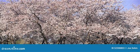 Cherry Blossoms Blooming in Springtime, National Mall in Washington D.C ...