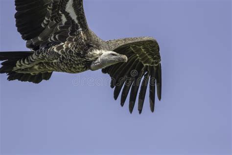 Vulture Flying. Close Up of a Ruppells Griffon Vulture in Flight Stock ...