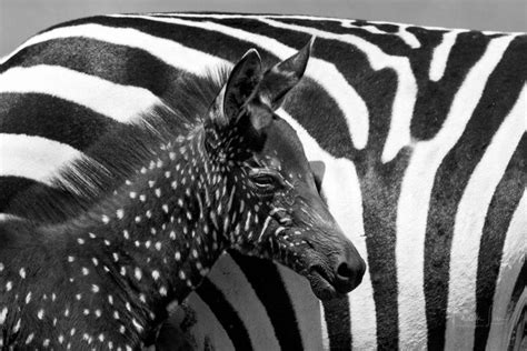 Rare Zebra Foal With Polka Dots Spotted In Kenya - Weird News, Santa Fe, NM