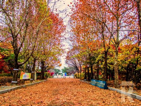 15 Top Places To See Autumn Leaves and Fall Foliage in Korea | KoreaTravelEasy