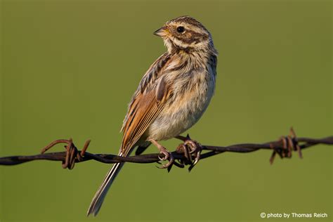 Image, Stock Photo Common Reed Bunting | Thomas Reich, bilderreich