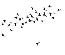 Bird Silhouettes Free Stock Photo - Public Domain Pictures