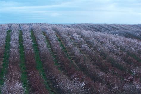 Almond Board of California Announces 2023 Elections