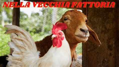 Nella Vecchia Fattoria [Canzoni per Bambini] - YouTube