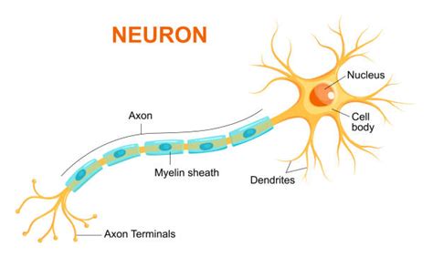 41.900+ Fotos, Bilder und lizenzfreie Bilder zu Neuron - iStock