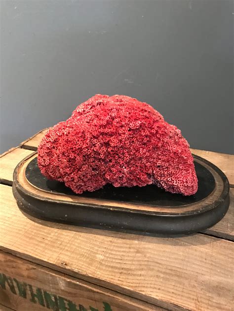 A rare natural red coral specimen- large - Belle and Beast Emporium