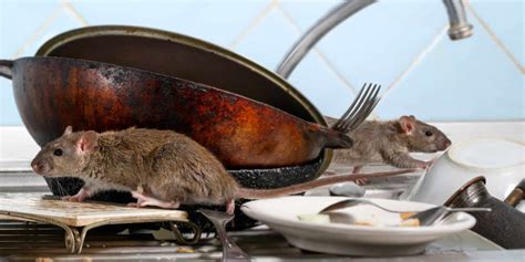 Dealing With a Rat in My Kitchen | Eco Bear