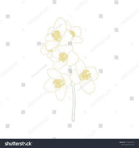 Beautiful Branch Flower Jasmine Outline Isolated Stock Vector (Royalty Free) 1740331394 ...