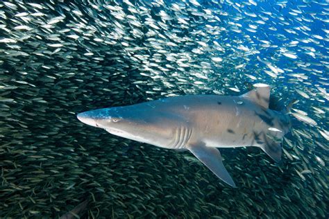 Sand Tiger Sharks Call NC Shipwrecks Home | Coastal Review
