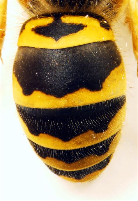 Vespula maculifrons (Eastern Yellowjacket) – Insects of the Duke Campus