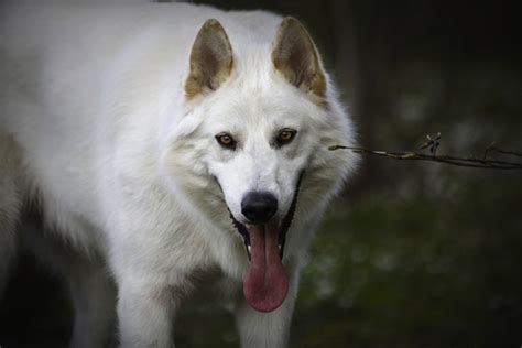 Northern Inuit Dog - Dog Breed Standards