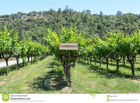 Chardonnay Grapes Sign stock image. Image of growing - 48179047