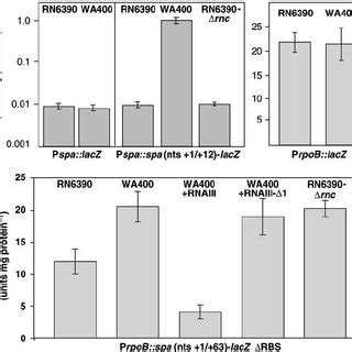 b -galactosidase activity detected from different gene fusions. ( A ) P... | Download Scientific ...