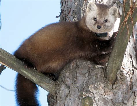 Two weasel-like creatures vying for forest turf in the Northeast — Furbearer Conservation