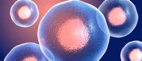 CD34+ Cell Technology | CD34+ Cells | Lisata Therapeutics