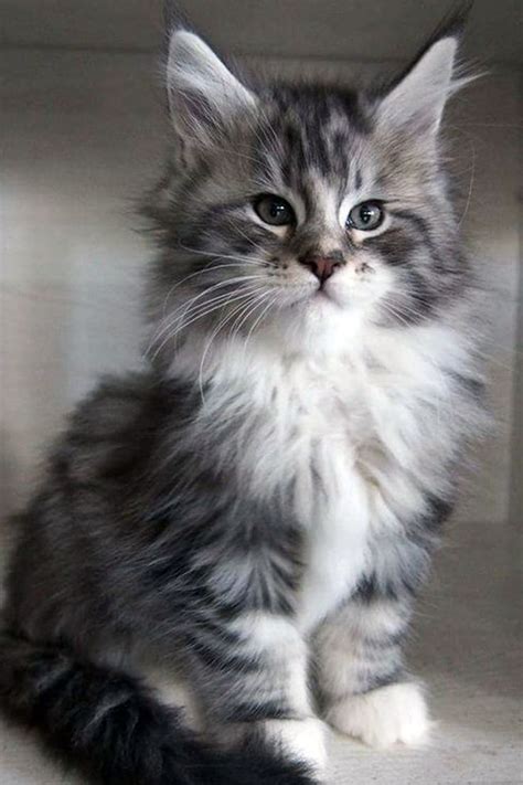 Pin on Maine Coon Kittens Adoption