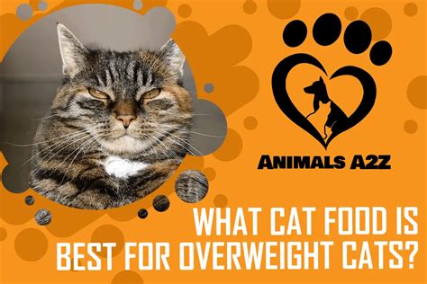 What Cat Food is Best for Overweight Cats? [ Detailed Answer ]